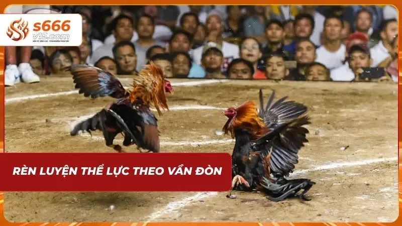 Cách Chăm Sóc Gà Đá - Bí Quyết Để Newbie Nuôi Chiến Kê 3 Chăm sóc hùng kê theo bài tập vần đòn