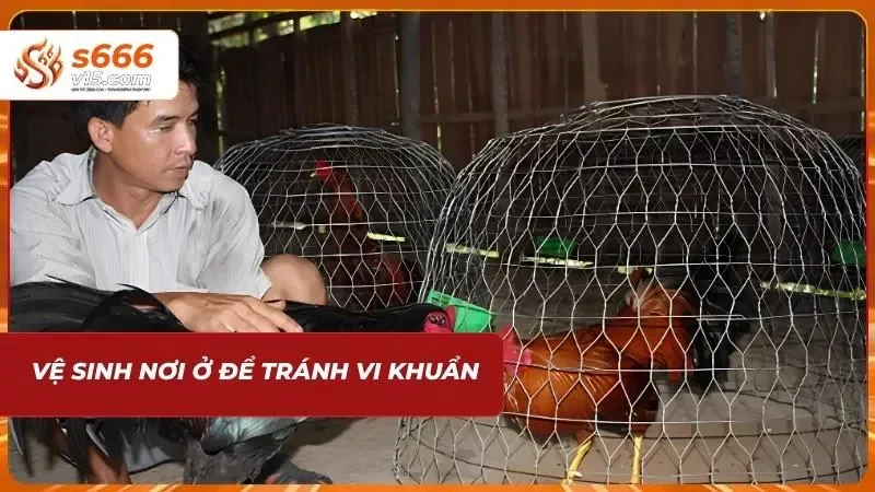 Cách Chăm Sóc Gà Đá - Bí Quyết Để Newbie Nuôi Chiến Kê 4 Giữ vệ sinh nơi ở để chăm sóc gà đá
