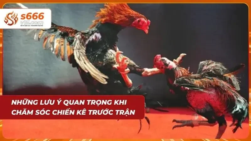 Cách Chăm Sóc Gà Đá - Bí Quyết Để Newbie Nuôi Chiến Kê 5 3 lưu ý cần nắm khi học cách chăm sóc gà đá