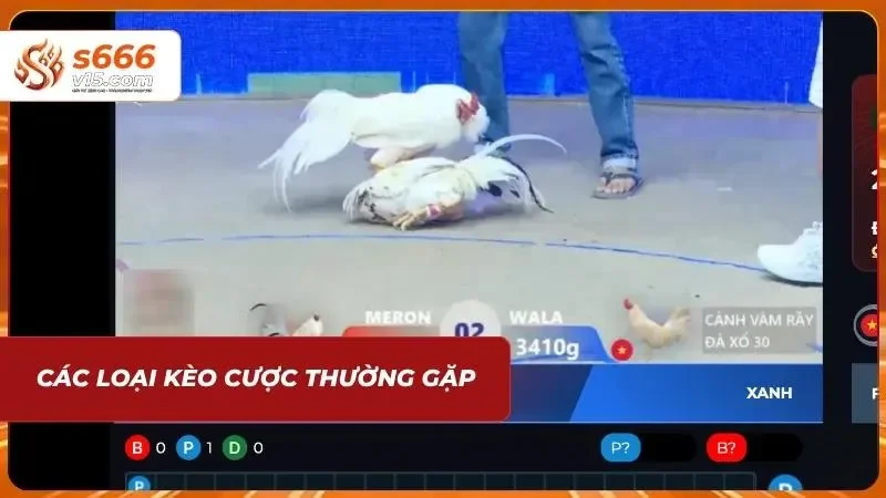 Đá Gà Campuchia | Trực Tiếp Những Trận Chiến Đỉnh Cao 2026 4 Kèo đa dạng giúp cược thủ cân bằng giữa rủi ro và lợi nhuận